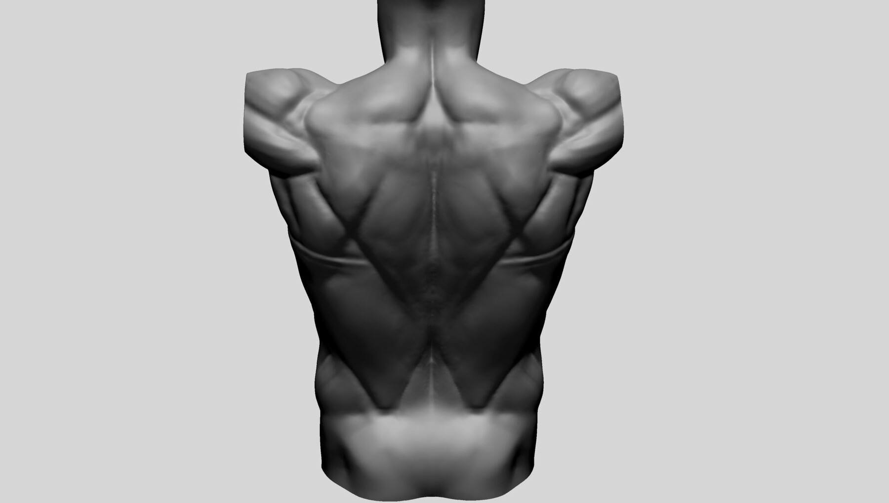 ArtStation Back Anatomy Resources