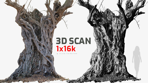 Massive Ancient Cracked Olive Tree #4 RAW 3D Scan 2x16k \ 1x16k Textures OBJ