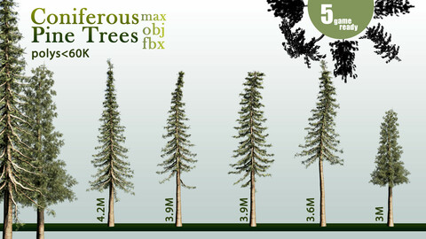 5 Coniferous Pine Trees-A