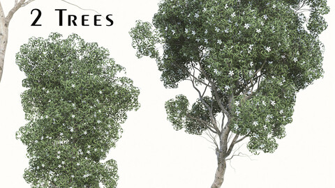 Set of Manglietia Fordiana Tree ( Manglietia yuyuanensis ) (2 Trees) ( 3Ds MAX - Blender - Cinema4D - FBX - OBJ )