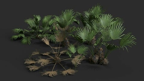 Modular Needle Palm Tree - Rhapidophyllum Hystrix