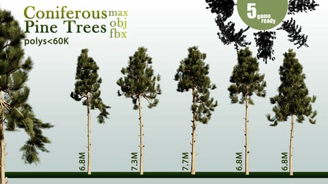5 Coniferous Pine Trees-S