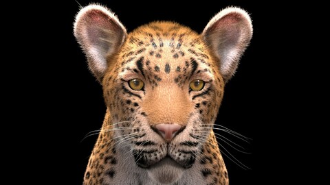 Leopard 3d - Rigged and animated