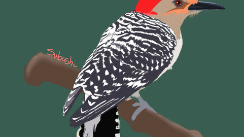 Red Buld Woodpecker