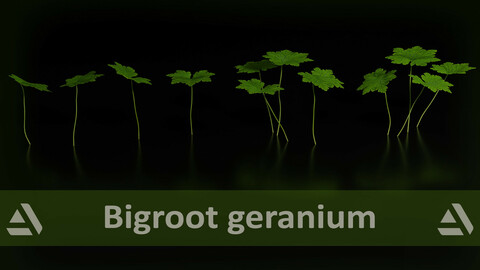 Bigroot geranium (Geranium macrorrhizum)