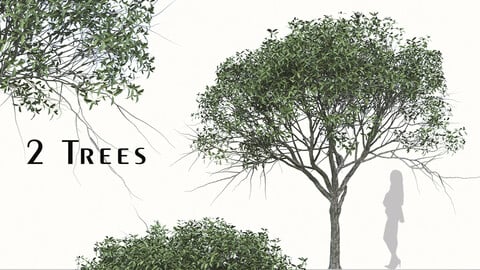 Set of Osmanthus Fragrans Tree ( Sweet Olive ) (2 Trees) ( 3Ds MAX - Blender - Cinema4D - FBX - OBJ )