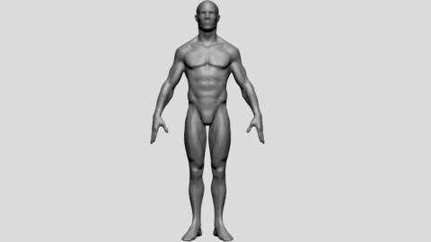 Male Body Form