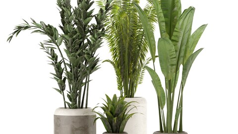 Collection Indoor Plants Set Nim02