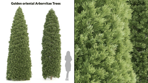 2 Golden oriental arborvitae Tree