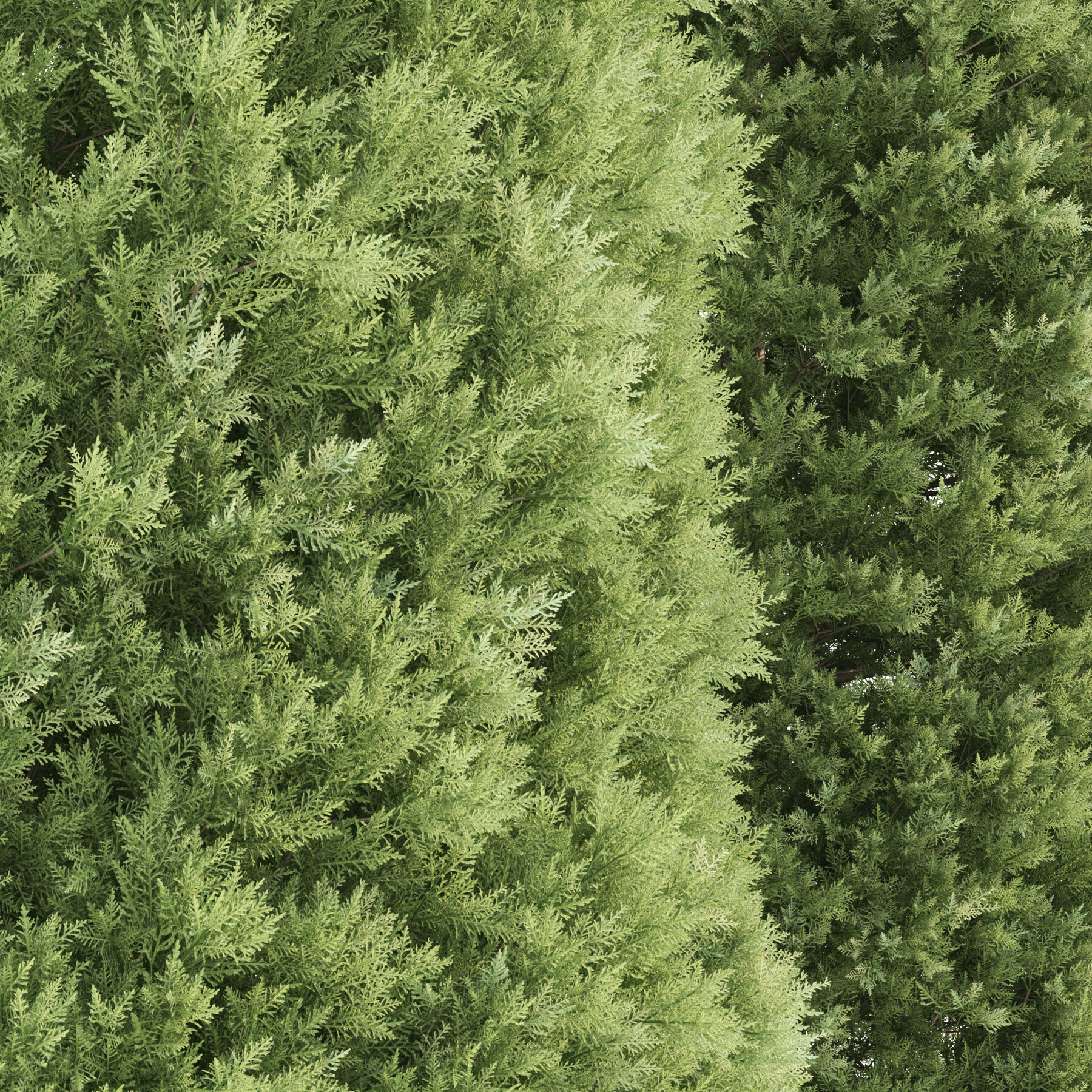 ArtStation - 2 Golden oriental arborvitae Tree | Resources