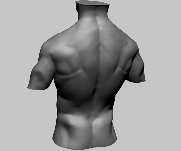 ArtStation - Male Torso A | Resources
