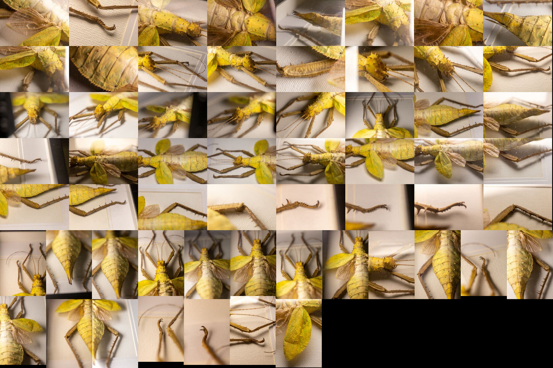 artstation-stick-insect-reference-photos-resources