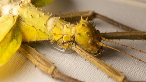 Stick insect reference photos.