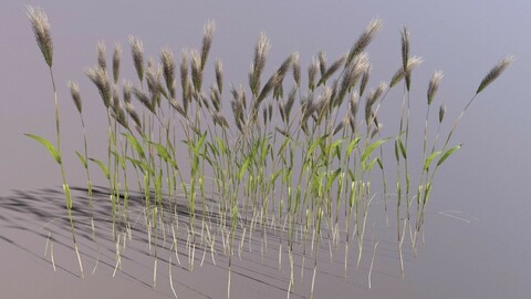 Wheat Plant (Game-Ready)