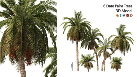 6 Arabian Date palm Trees