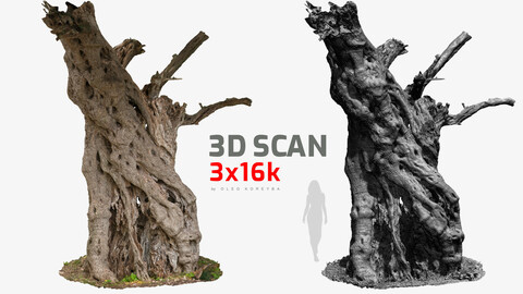 Giant Ancient Olive Tree #6 RAW 3D Scan 3x16k \ 1x16k Textures OBJ