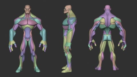 Stylized Hero Anatomy V3