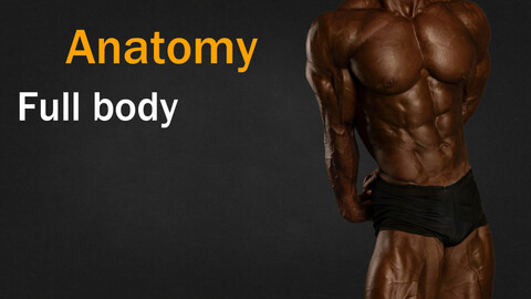 muscles anatomy of the Full body VOL 03