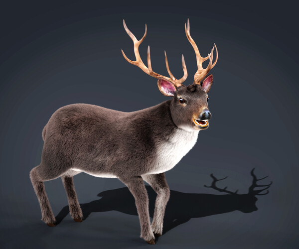 ArtStation - Fur Rigged Gray Deer Stag | Game Assets