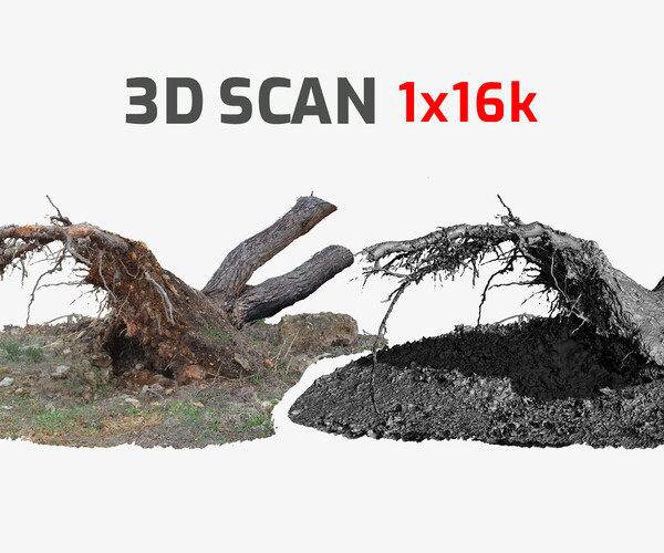 ArtStation - Fallen Pine Tree Bare Roots 16k Textures RAW 3D Scan ...