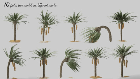10 Palm Tree 3D models + with different weather conditions