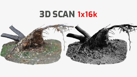 Fallen Pine Tree Bare Roots 16k Textures RAW 3D Scan