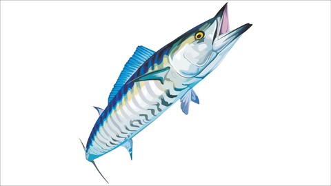 Wahoo fish ( vector )