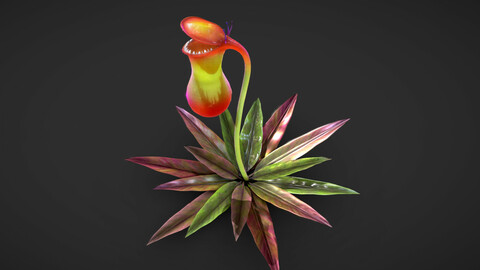 nepenthes flower