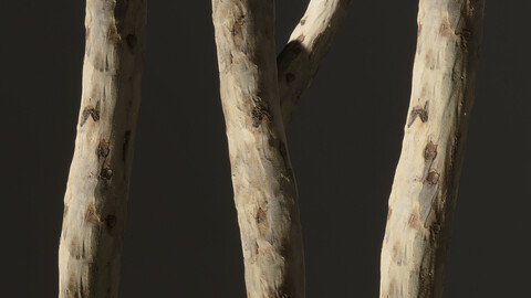 Young Eucalyptus Tree Bark
