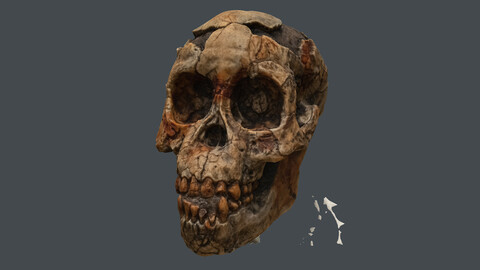 human skeleton_Australopithecus africanus (Photogrametry.Photoscan.obj,Photo)