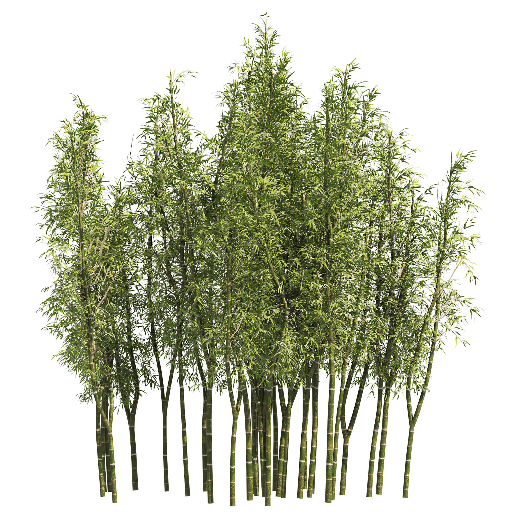 ArtStation - 2 Bamboo Clusters | Resources
