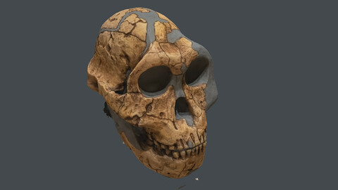 human skeleton_Paranthropus robustus DNH 7  (Photogrametry.Photoscan.obj,Photo)