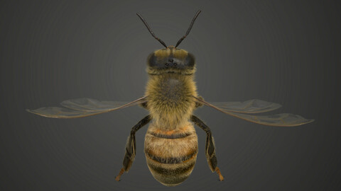 Honey bee Animated | VFX Grace
