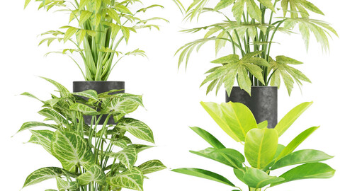 Collection plant vol 2 - leaf - blender - 3dmax - cinema 4d - leaf