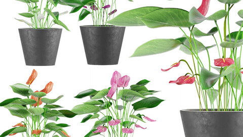Collection plant Anthurium - leaf - blender - 3dmax - cinema 4d - leaf