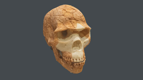 human skeleton_Homo sapiens (Photogrametry.Photoscan.obj,Photo)