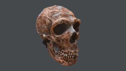 human skeleton_Homo neanderthalensis (Photogrametry.Photoscan.obj,Photo)