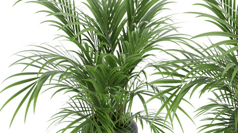 plant 004 Kentia Palm - leaf - blender - 3dmax - cinema 4d