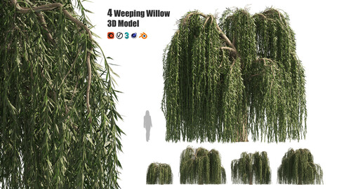 4 Weeping Willow Salix babylonica Trees