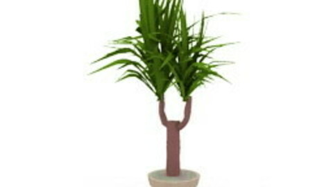 Resource-Interior-Exterior-Plant - Yucca Ornamental Flower