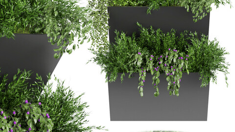 Collection plant vol 70 - indoor - leaf - blender - 3dmax - cinema 4d