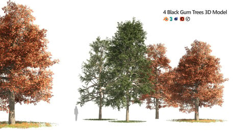 fall and summer black gum trees