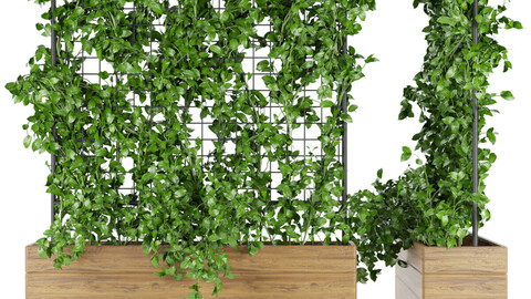 Collection plant vol 102 - ivy - ertical - leaf - blender - 3dmax - cinema 4d