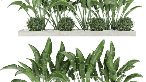 Collection plant vol 108 - banana - leaf - blender - 3dmax - cinema 4d