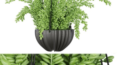 Collection plant vol 126 - hanging - blender - 3dmax - cinema 4d