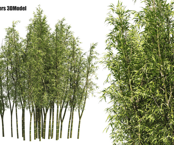 ArtStation - 2 Bamboo Clusters | Resources