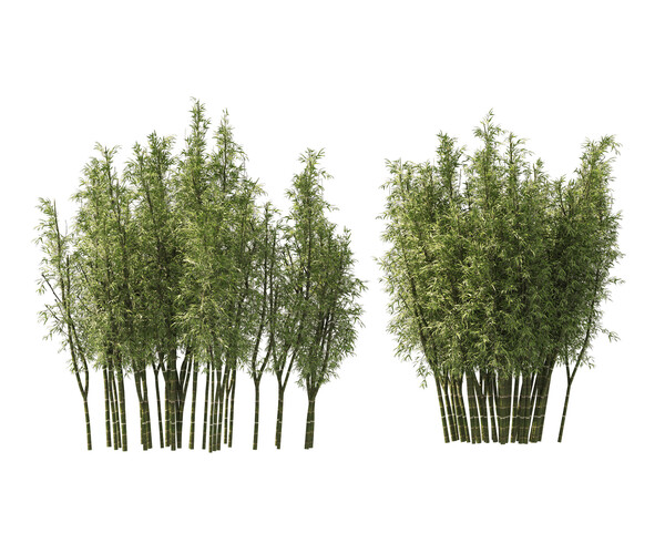 ArtStation - 2 Bamboo Clusters | Resources