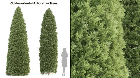 2 Pine Golden oriental arborvitae Tree