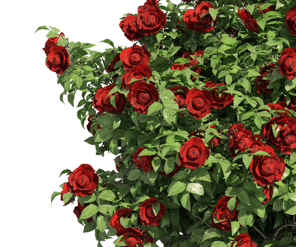 ArtStation - 3 Red Rose Flower Bush Low Poly | Resources