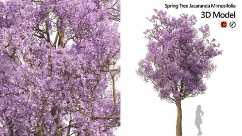 Spring  Jacaranda Mimosifolia Tree